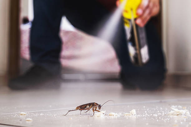 Best Local Pest Control Services  in George West, TX